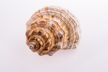 Beautiful sea shell