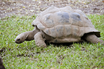 Obraz premium giant tortoise