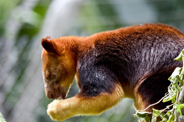 tree kangaroo