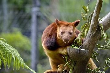 Photo sur Plexiglas Kangourou tree kangaroo