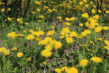 Fototapeta premium dandelions