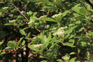 blooming  tree

