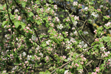 apple tree

