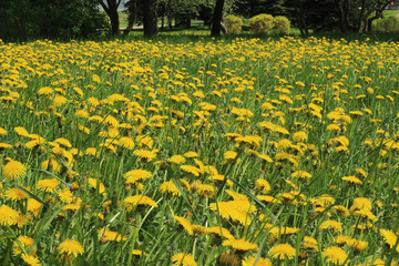 dandelions