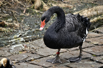 black swan