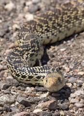 Bull snake-Colorado, Fort Collins