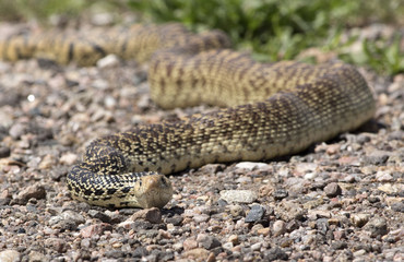 Bull snake-Colorado, Fort Collins