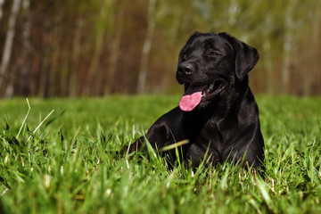 Happy black Labrador lying on the grass