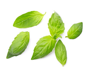Fresh basil leaves group isolated on white