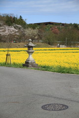 菜の花畑と石灯籠