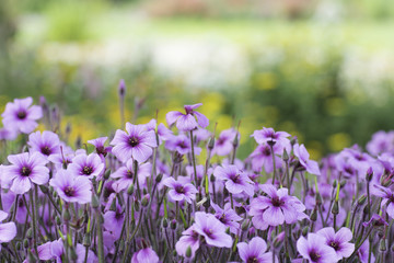 Obraz premium ピンクの花