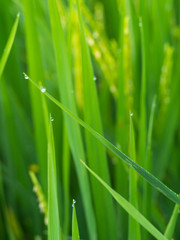close-up drop of dew in the morning