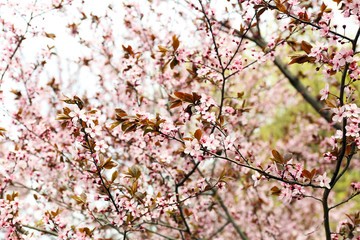 Blossoming tree branches on spring day