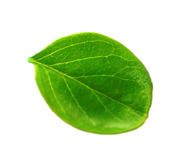 Fototapeta na wymiar Green leaf isolated on white