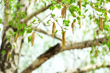 Green birch in spring on blurred sky background
