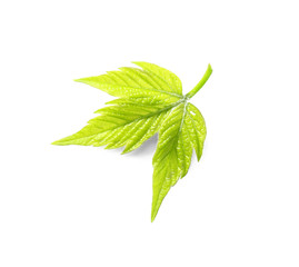 Green leaf isolated on white