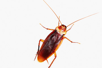 Cockroach on white background