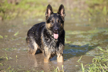 Dog swim in water