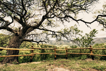 Lookout tree in the mountains.