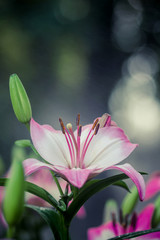 Fototapeta premium Lilies Flowers Bouquet