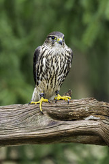 Female Merlin