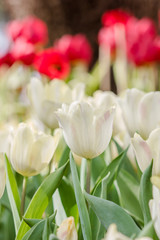 Fototapeta premium Beautiful tulips in garden