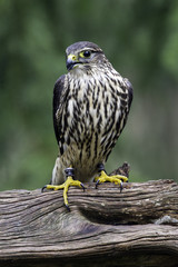 Female Merlin