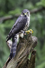 Female Merlin