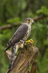 Female Merlin