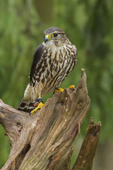 Female Merlin