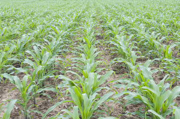 corn field 