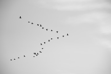 Migratory birds in black and white