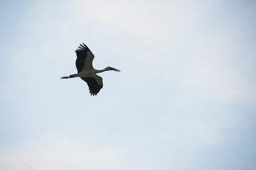 bird and sky