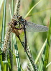 eine frisch  geschlüpfte Falkenlibelle