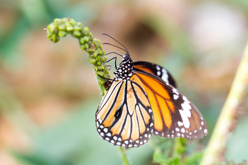 Fototapeta na wymiar Common tiger butterfly 