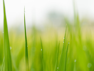 transpiration of plant in the morning