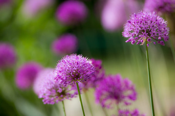 Allium in einem Blumenbeet