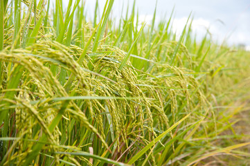 spike rice field