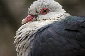 white headed pigeon