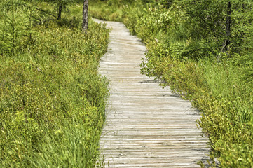 Fototapeta premium Wetland Conservation