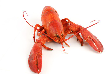 single cooked red lobster isolated on white background