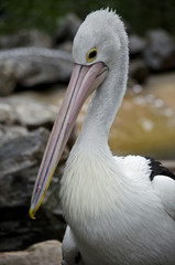 pelican