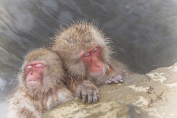 湯けむりのおさるさん Japanese monkey in the hot spring
