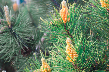 pine male inflorescence