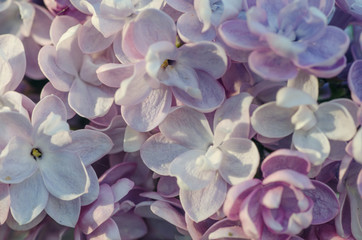 lilac flowers closeup