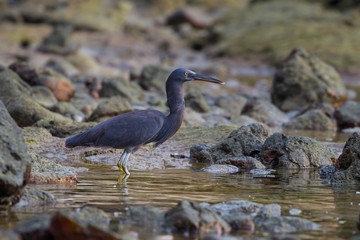 Pacific Reef Egret (Egretta sacra)  standing for prey