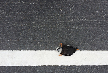 Dead bird on road