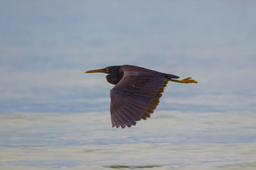 Pacific Reef Egret (Egretta sacra) flying 