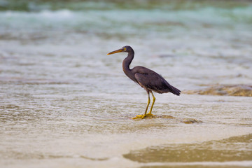 Pacific Reef Egret (Egretta sacra)  standing for prey