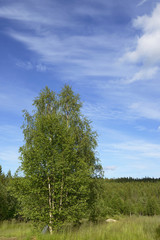 Fototapeta premium Birches